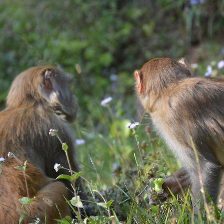 Green Hills Yoga Retreat 포카라 외부 사진